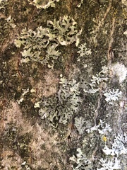 Phaeophyscia orbicularis