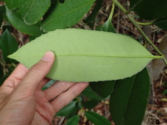 Ilex latifolia