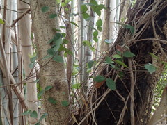 Ilex latifolia