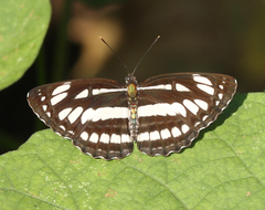 Neptis hylas varmona