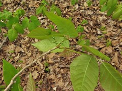 Toxicodendron radicans negundo