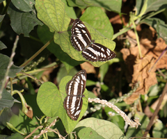Neptis hylas varmona