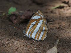 Neptis hylas varmona