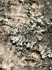 Phaeophyscia orbicularis