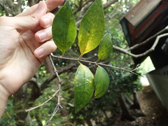 Ligustrum japonicum