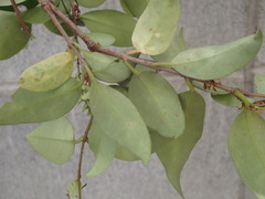 Ligustrum japonicum