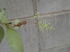 Ligustrum japonicum