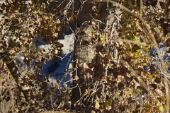 Populus fremontii fremontii