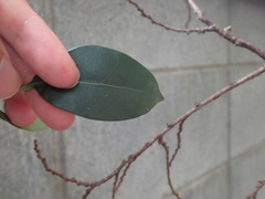 Ligustrum japonicum