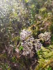 Grazielia intermedia