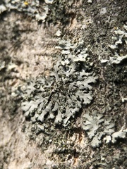 Phaeophyscia orbicularis