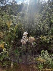 Grazielia intermedia