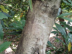 Ligustrum japonicum