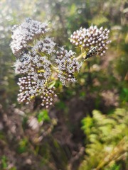 Grazielia intermedia