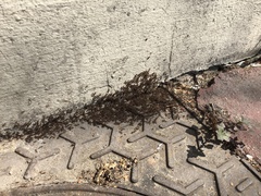 Tetramorium caespitum