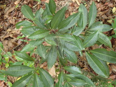 Ardisia crenata