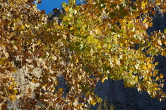 Populus fremontii fremontii