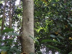 Ligustrum japonicum