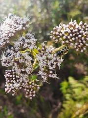 Grazielia intermedia