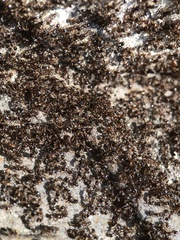 Tetramorium caespitum
