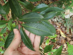 Ardisia crenata