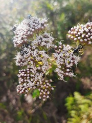 Grazielia intermedia