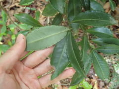 Ardisia crenata