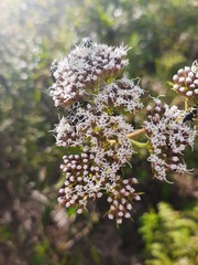 Grazielia intermedia