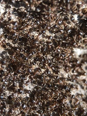 Tetramorium caespitum