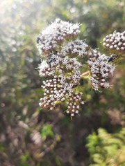 Grazielia intermedia