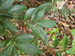 Ardisia crenata