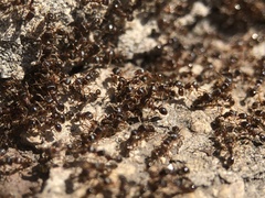 Tetramorium caespitum