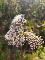 Grazielia intermedia