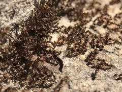 Tetramorium caespitum