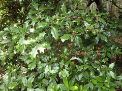 Osmanthus heterophyllus