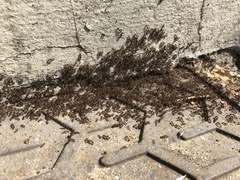 Tetramorium caespitum