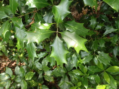 Osmanthus heterophyllus