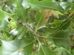 Osmanthus heterophyllus