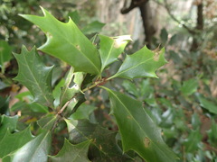 Osmanthus heterophyllus