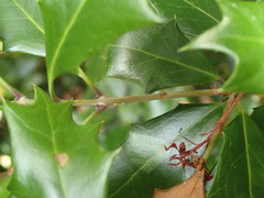 Osmanthus heterophyllus