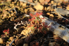 Drosera lasiantha