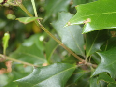 Osmanthus heterophyllus