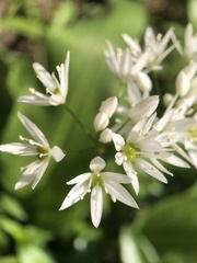 Allium ursinum