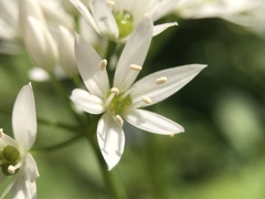Allium ursinum