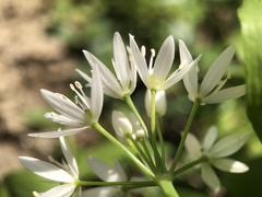 Allium ursinum