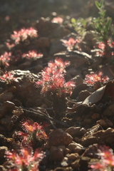 Drosera lasiantha