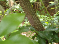 Pieris japonica