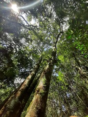 Ocotea catharinensis