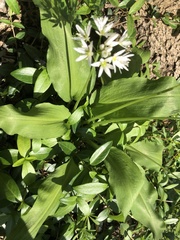 Allium ursinum