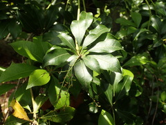 Pieris japonica